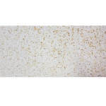 BẬC CẦU THANG TERRAZZO TS1-09S